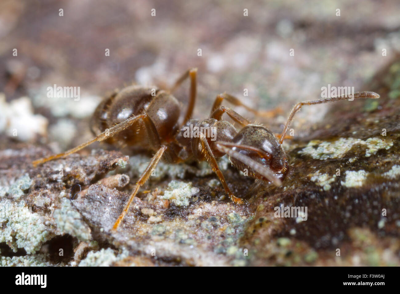 Ant (Lasius platythorax) adult workerfeeding on sugar water bait. Shropshire, England. April. Stock Photo
