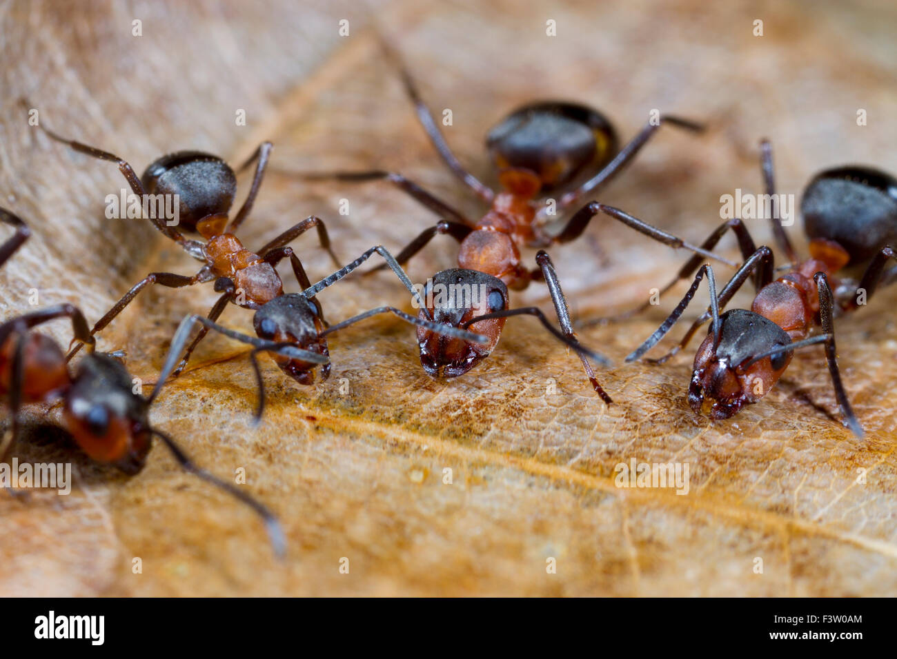 Red Wood Ants (Formica rufa) adult workers drinking from sugar water bait. Shropshire, England. April. Stock Photo
