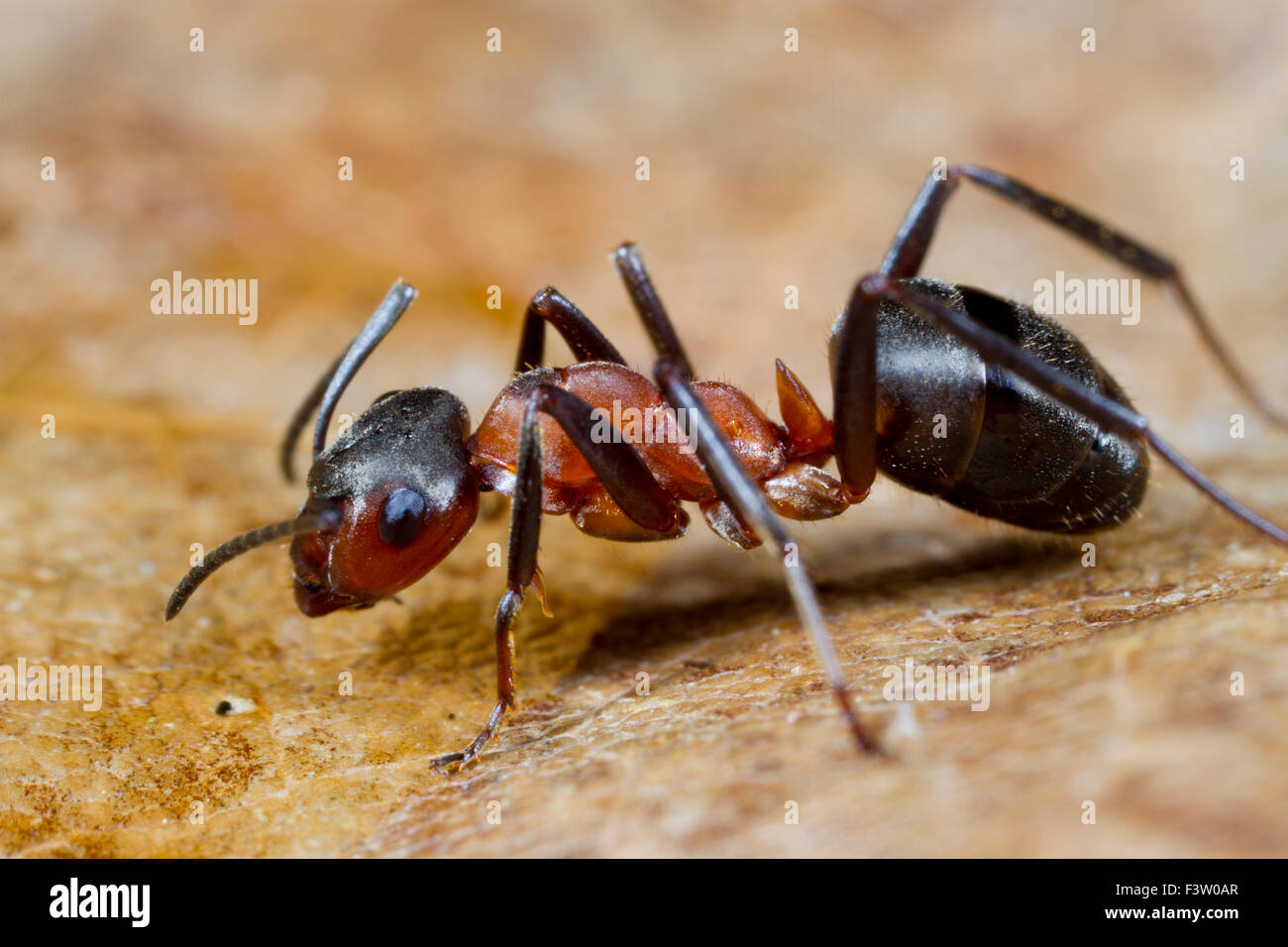 Red Wood Ants (Formica rufa) adult worker drinking from sugar water bait. Shropshire, England. April. Stock Photo