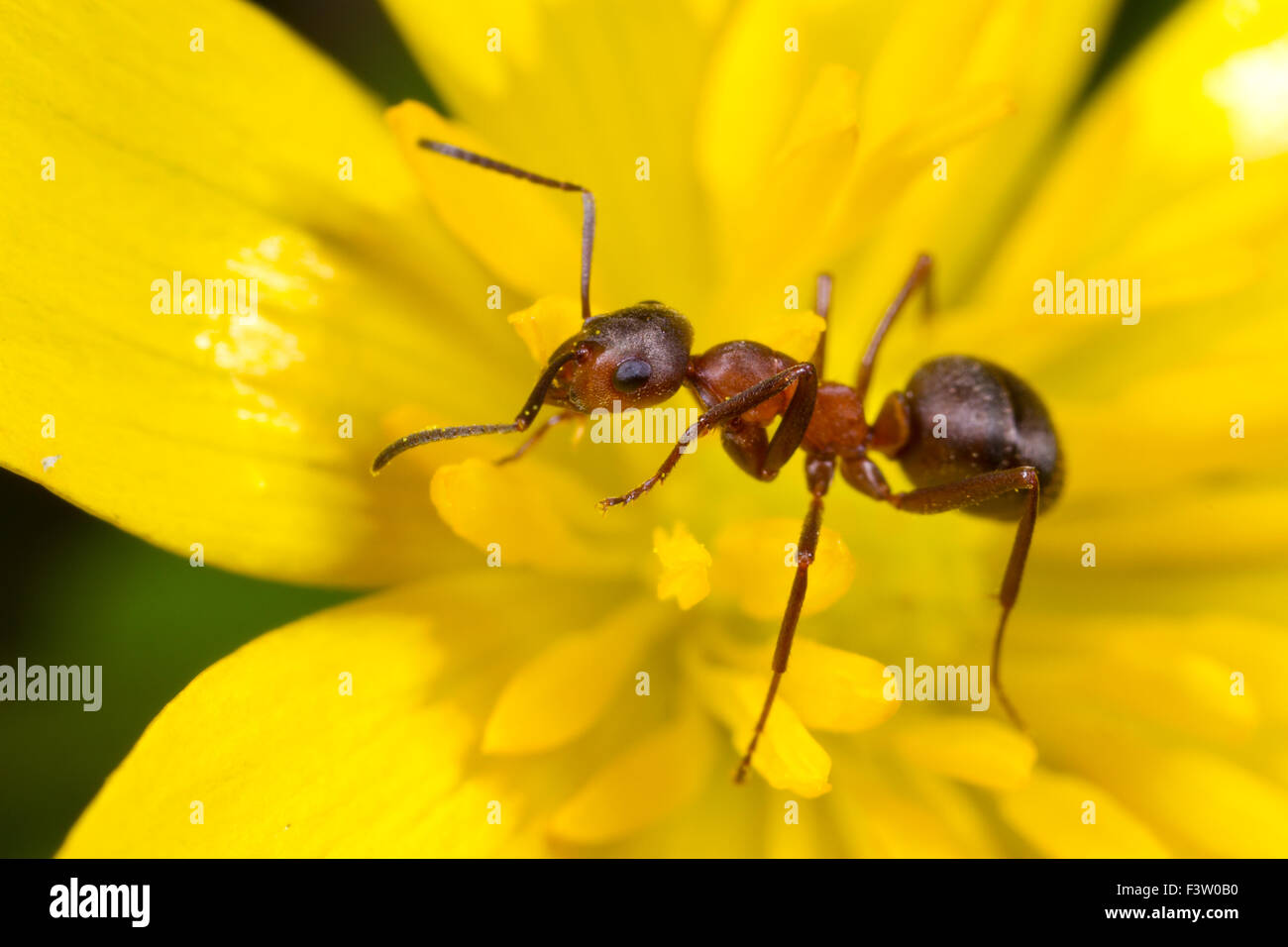 Red Wood Ants (Formica rufa) adult worker in a Lesser Celandine (Ranunculus ficaria) flower. Shropshire, England. April. Stock Photo