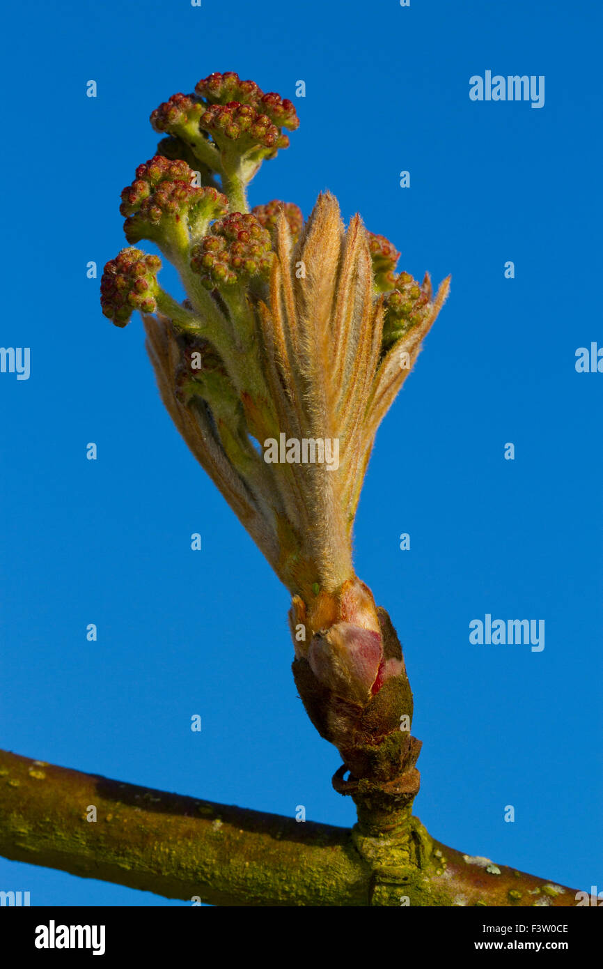 Flower buds on a Sorbus aucuparia 'Chinese Lace' tree in a garden. Powys, Wales. April Stock