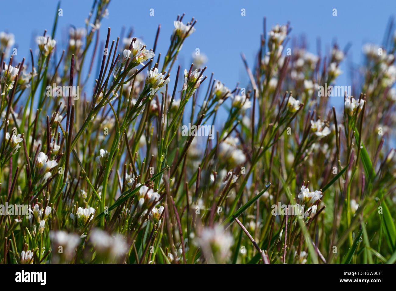 Hairy bittercress (Cardamine hirsuta) plants flowering. Powys, Wales. April. Stock Photo