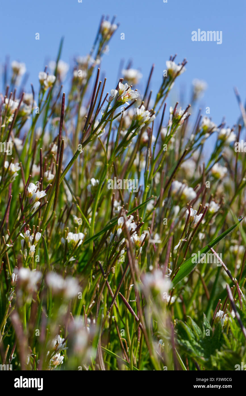 Hairy bittercress (Cardamine hirsuta) plants flowering. Powys, Wales. April. Stock Photo