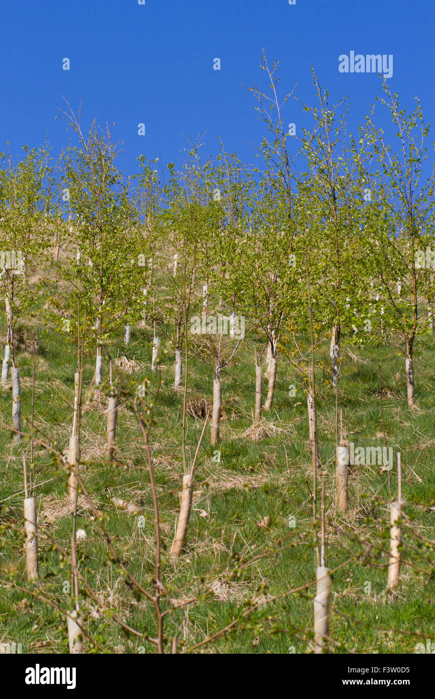 Planting tree hi-res stock photography and images - Alamy