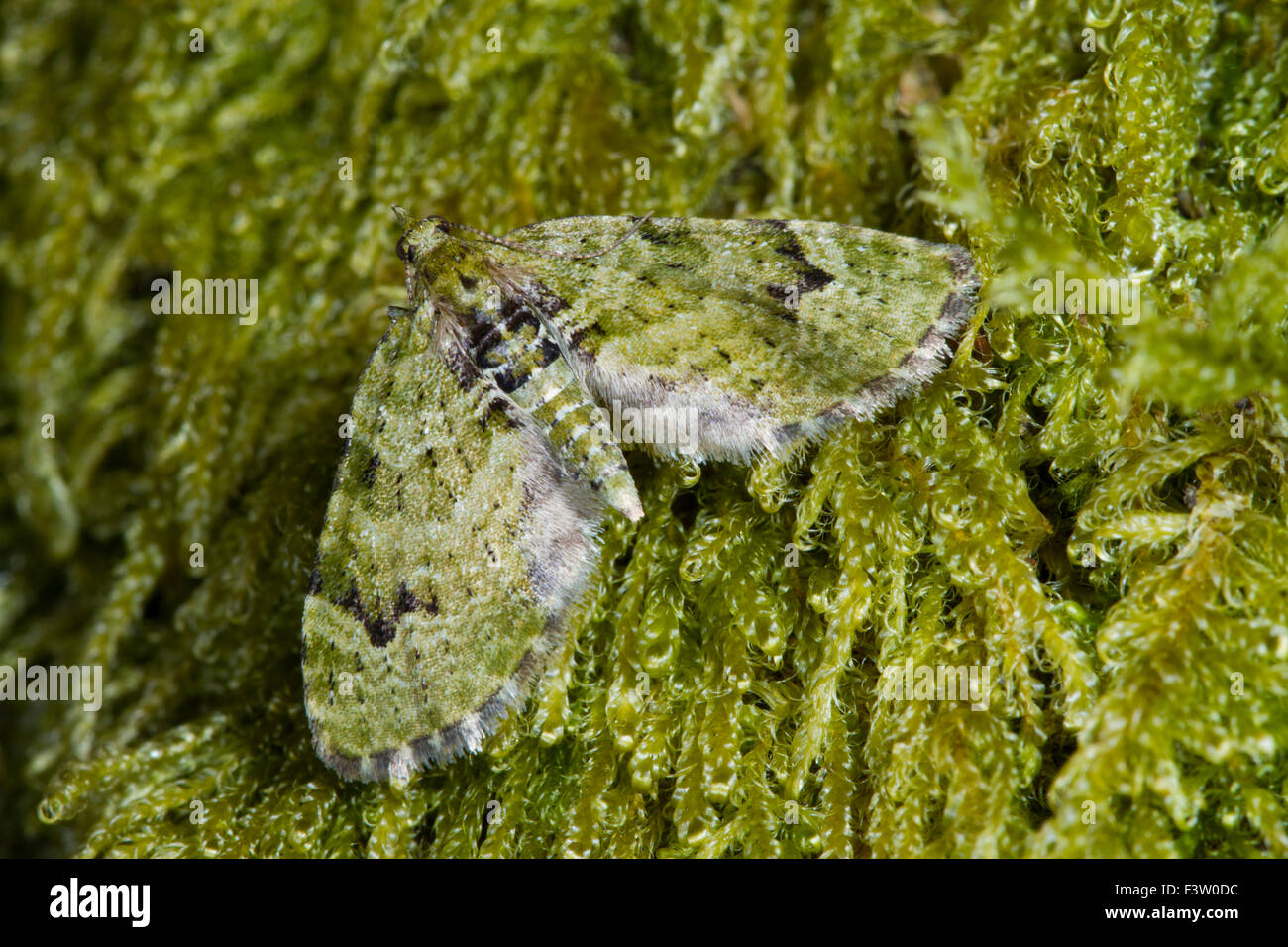 V-pug (Chloroclystis v-ata) adult moth resting on moss. Powys, Wales. April. Stock Photo