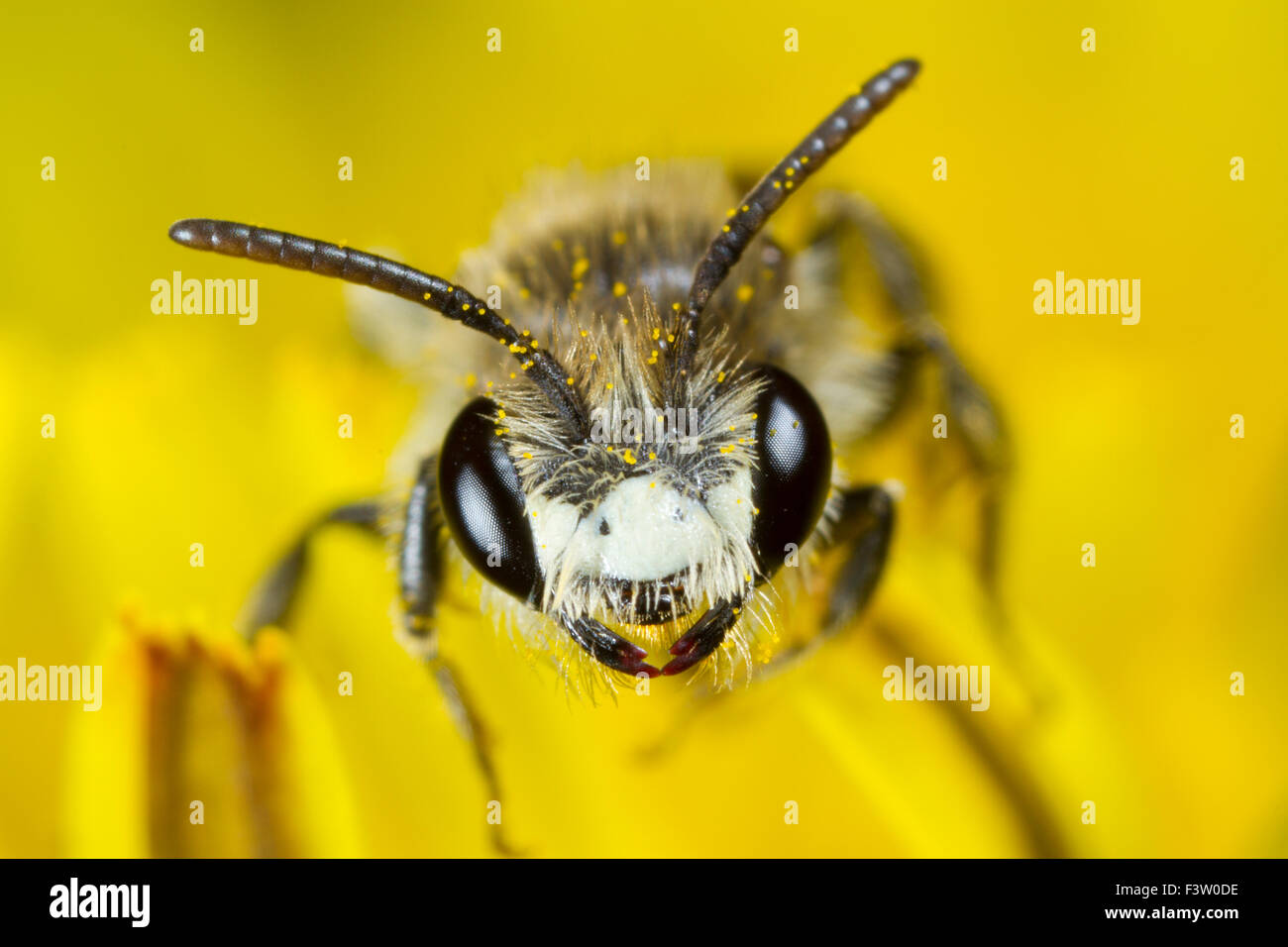 Red-girdled Mining-bee (Andrena labiata) adult male in a dandelion flower. Powys, Wales. April. Stock Photo