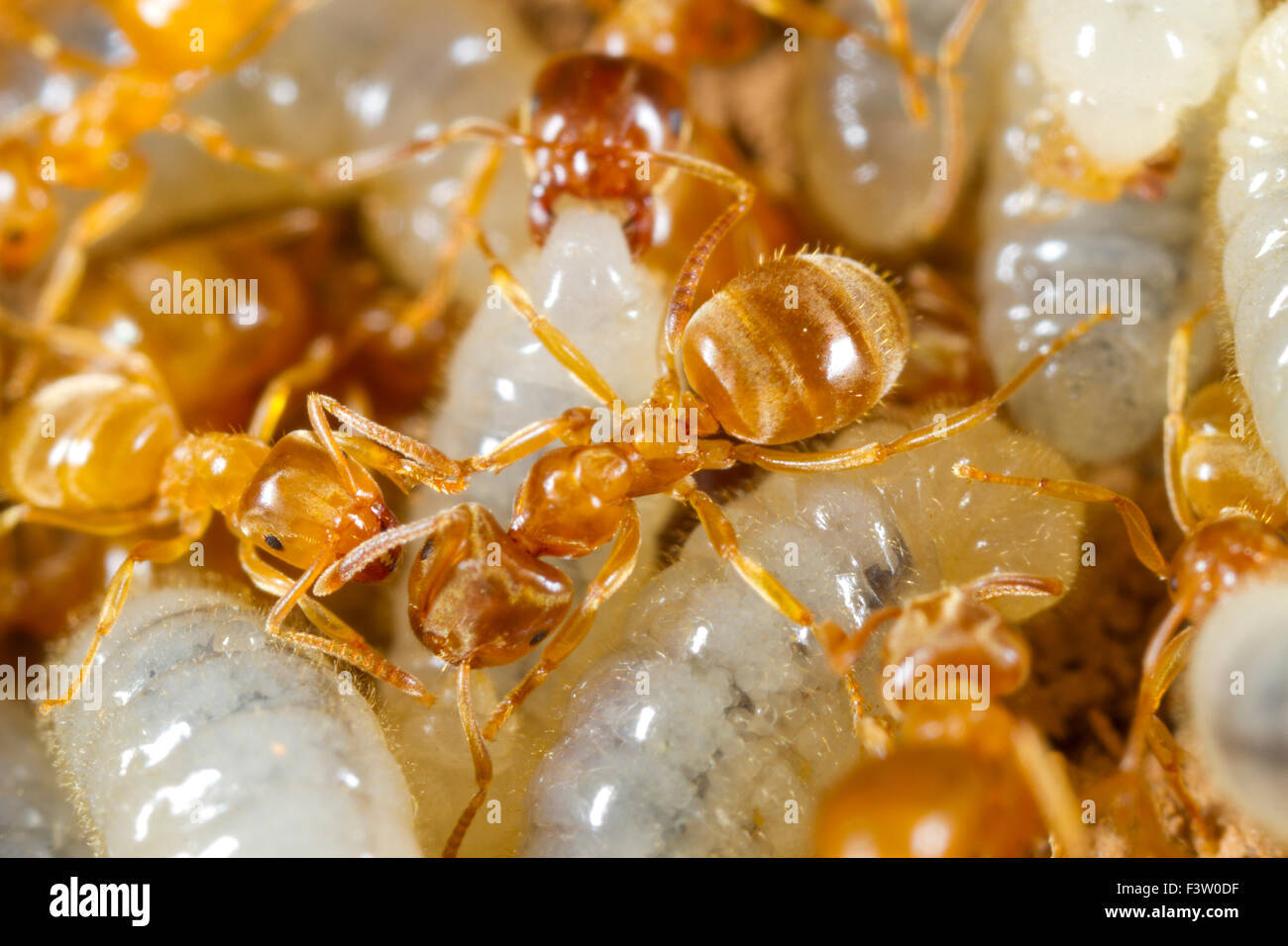 Yellow Meadow Ant (Lasius flavus) workers tending larvae in a nest. Powys, Wales. April. Stock Photo