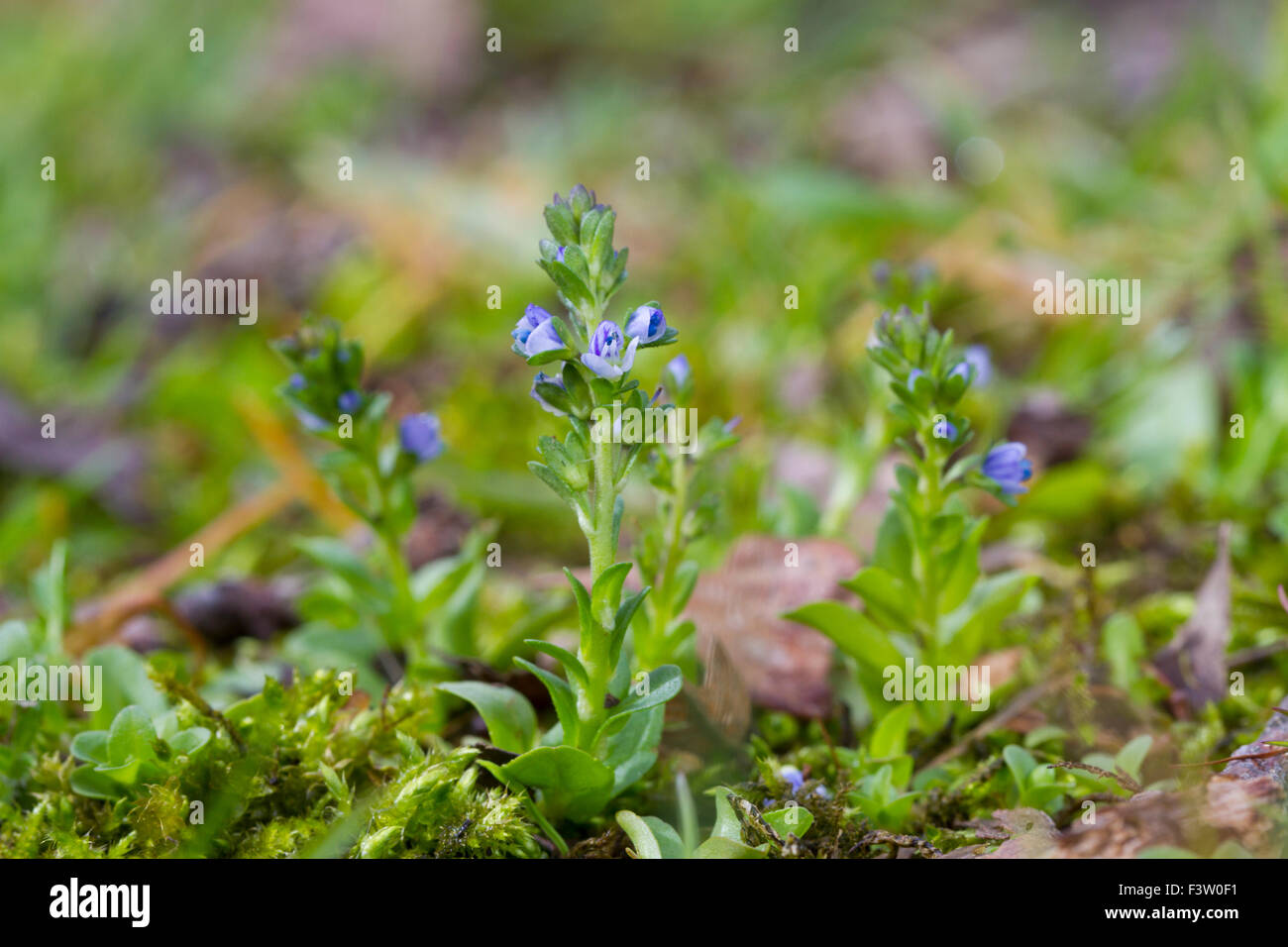 Wall Speedwell (Veronica arvensis) flowering. Powys, Wales. May. Stock Photo