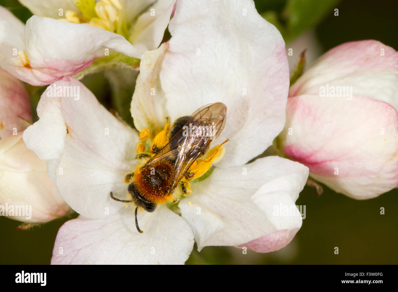 Female Early Mining Bee (Andrena haemorrhoa) adult female feeding and pollinating blossom of cultivated apple (Malus domestica). Stock Photo