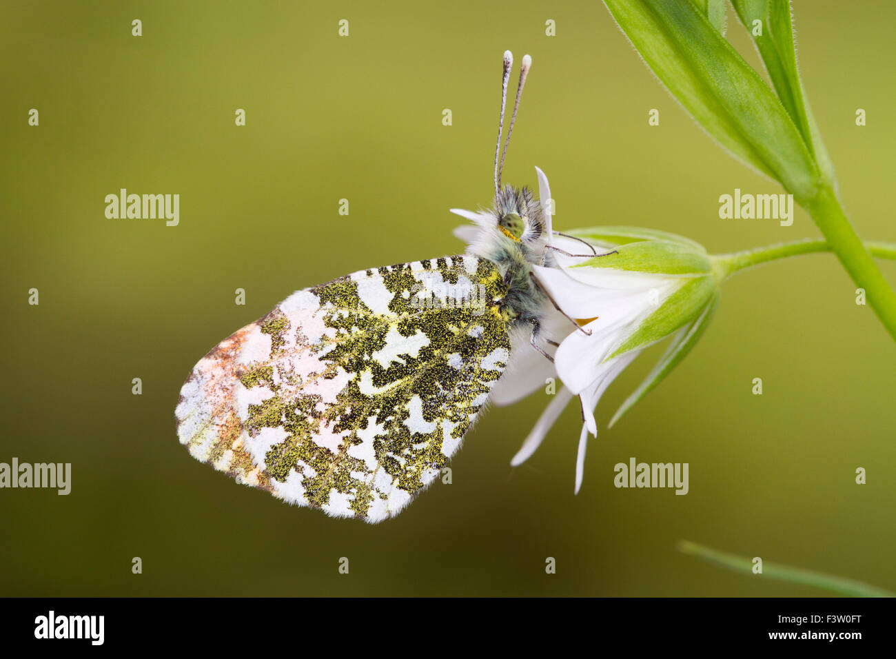 Orange-tip butterfly (Anthocharis cardamines) adult male roosting on a Greater Stitchwort (Stellaria holostea) flower. Wales. Stock Photo