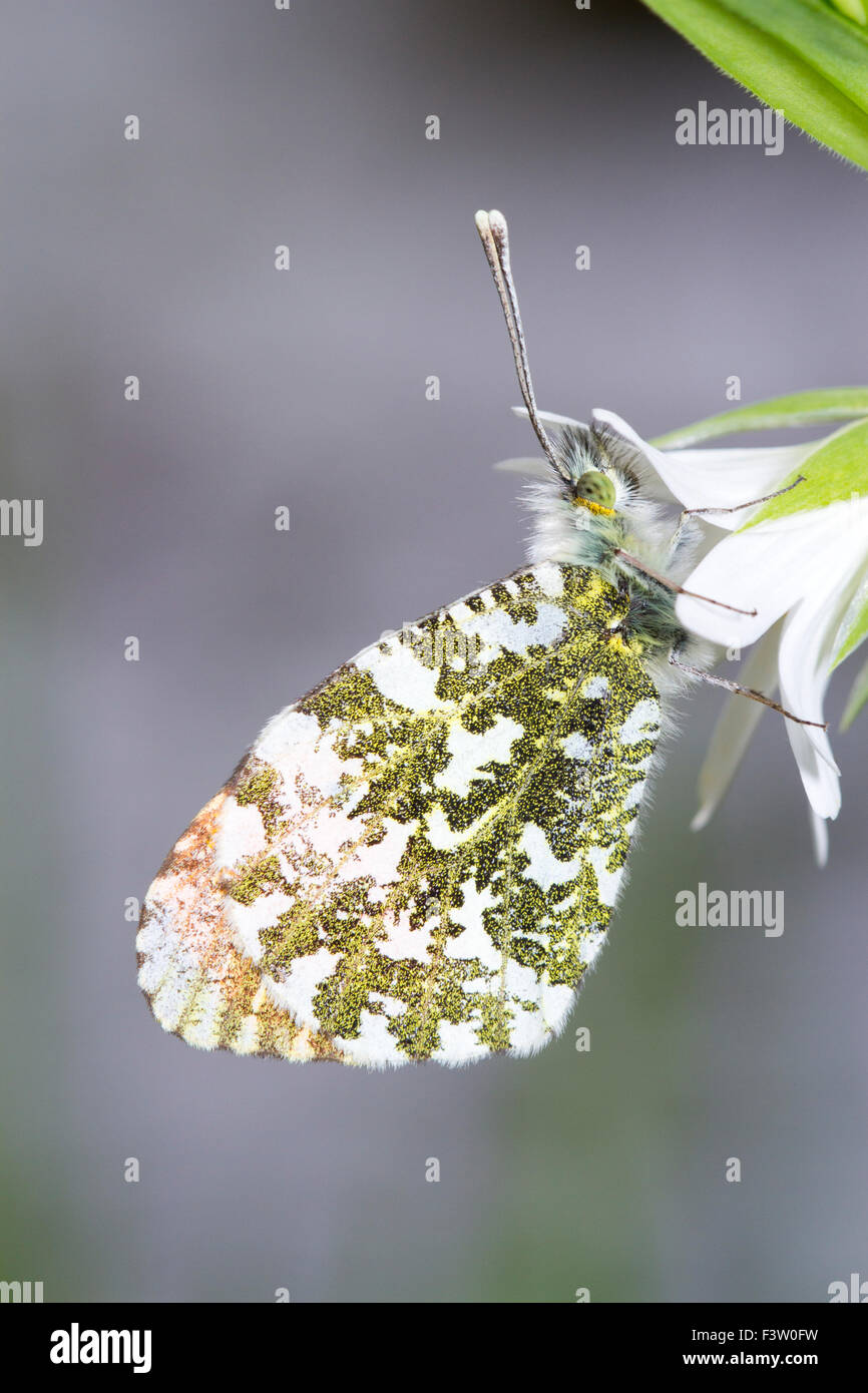Orange-tip butterfly (Anthocharis cardamines) adult male roosting on a Greater Stitchwort (Stellaria holostea) flower. Stock Photo