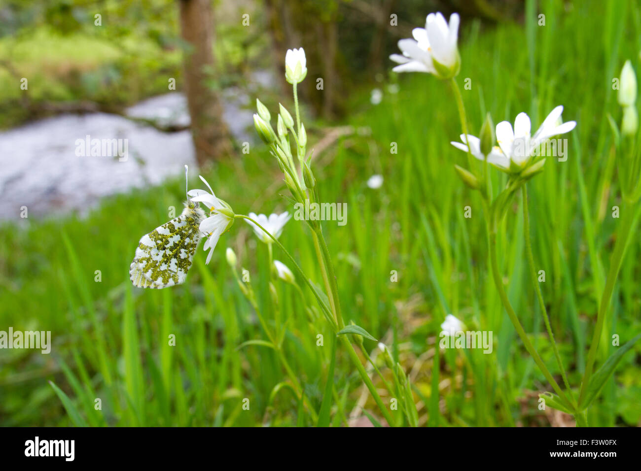 Orange-tip butterfly (Anthocharis cardamines) adult female roosting on a Greater Stitchwort (Stellaria holostea) flower. Stock Photo