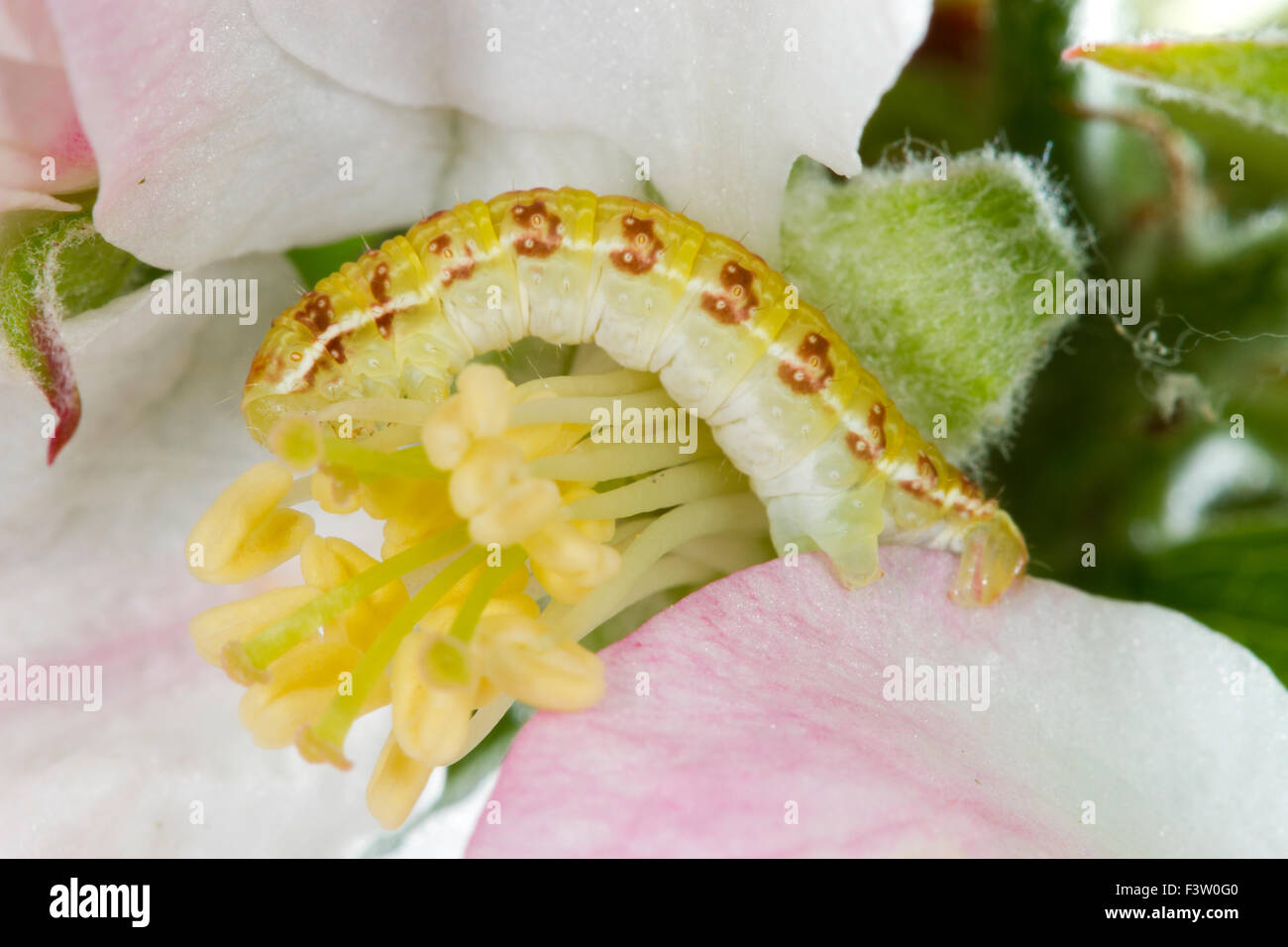 November moth (Epirrita dilutata) full-grown larva feeding on apple blossom. Powys, Wales. May. Stock Photo