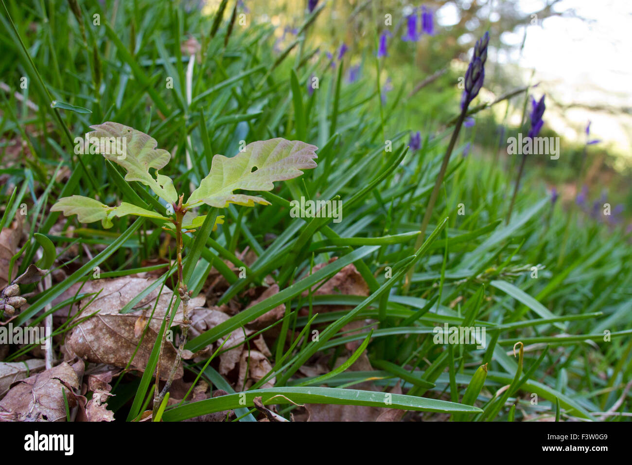 Sessile Oak (Quercus petraea) seedling growing amongst bluebells in woodland. Powys, Wales. May. Stock Photo