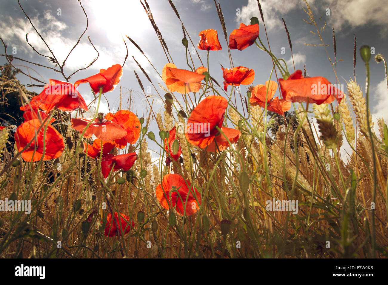 Common Poppies in a corn field on a sunny summer day with blue sky and white clouds Stock Photo
