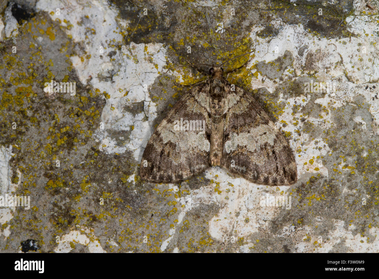 May Highflyer (Hydriomena impluviata) adult moth resting on a wall. Powys, Wales. May. Stock Photo
