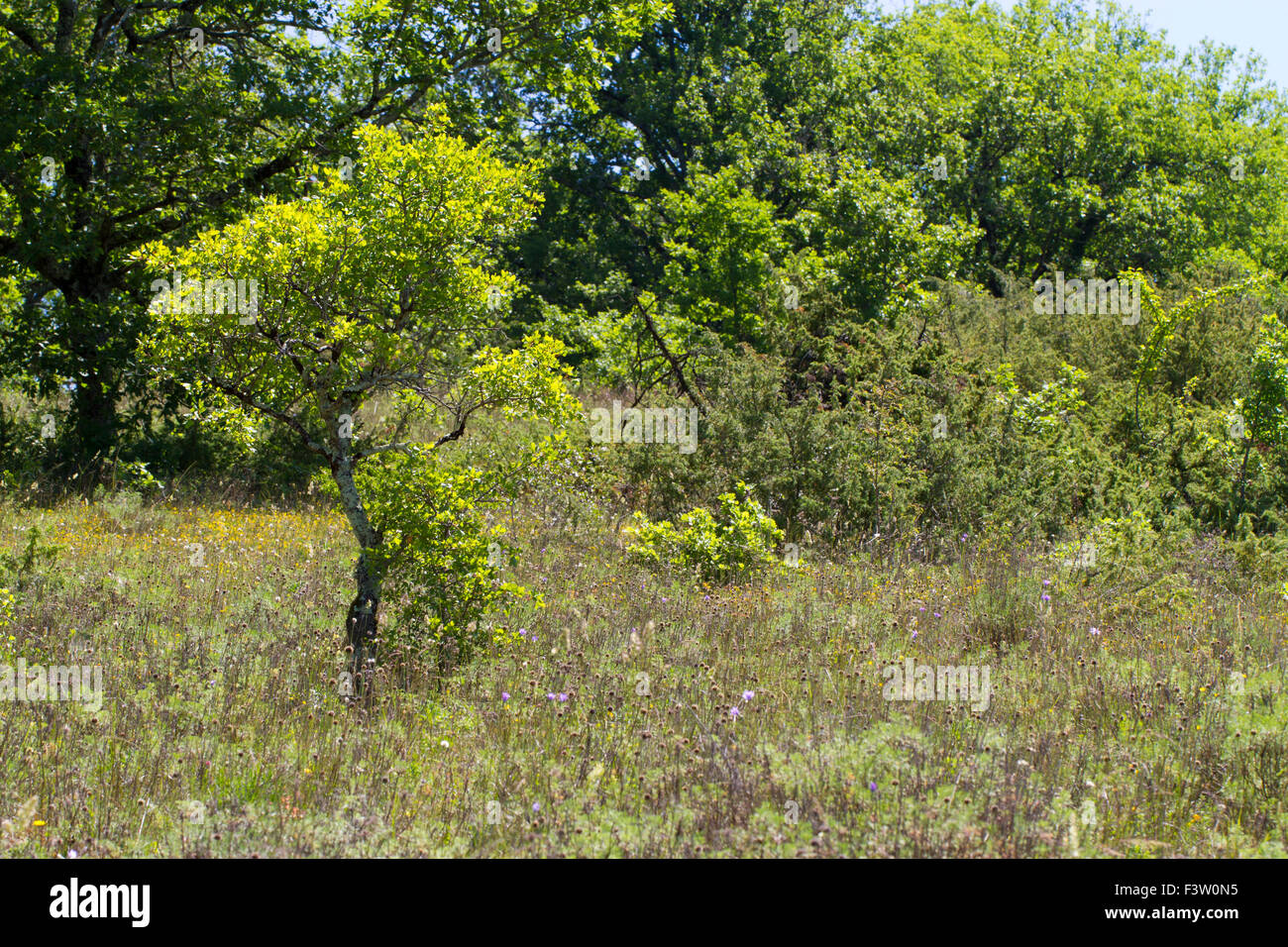 Habitat - Open woodland / meadow on shallow limestone soil. Stunted Montpellier Maple (Acer monspessulanum). Stock Photo