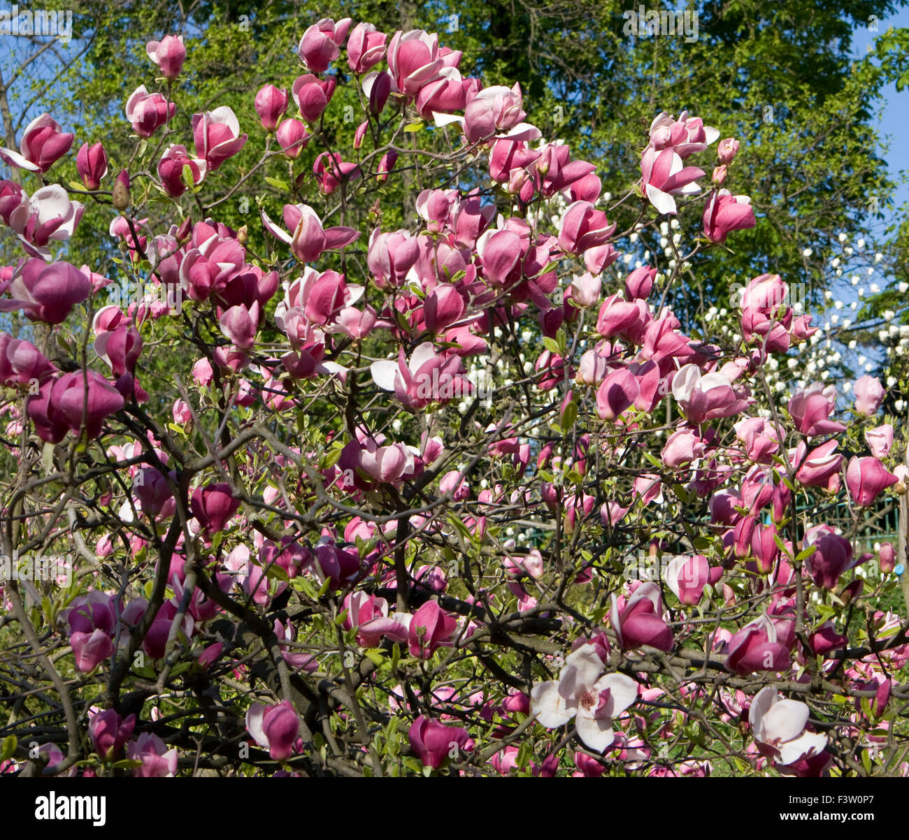 Branches of magnolia tree with pink flowers Stock Photo - Alamy