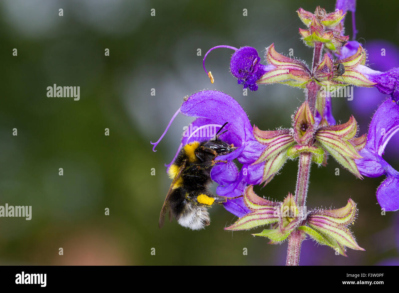 Garden Bumblebee (Bombus hortorum) adult worker feeding on a Meadow Clary (Salvia pratensis) flower. France. Stock Photo