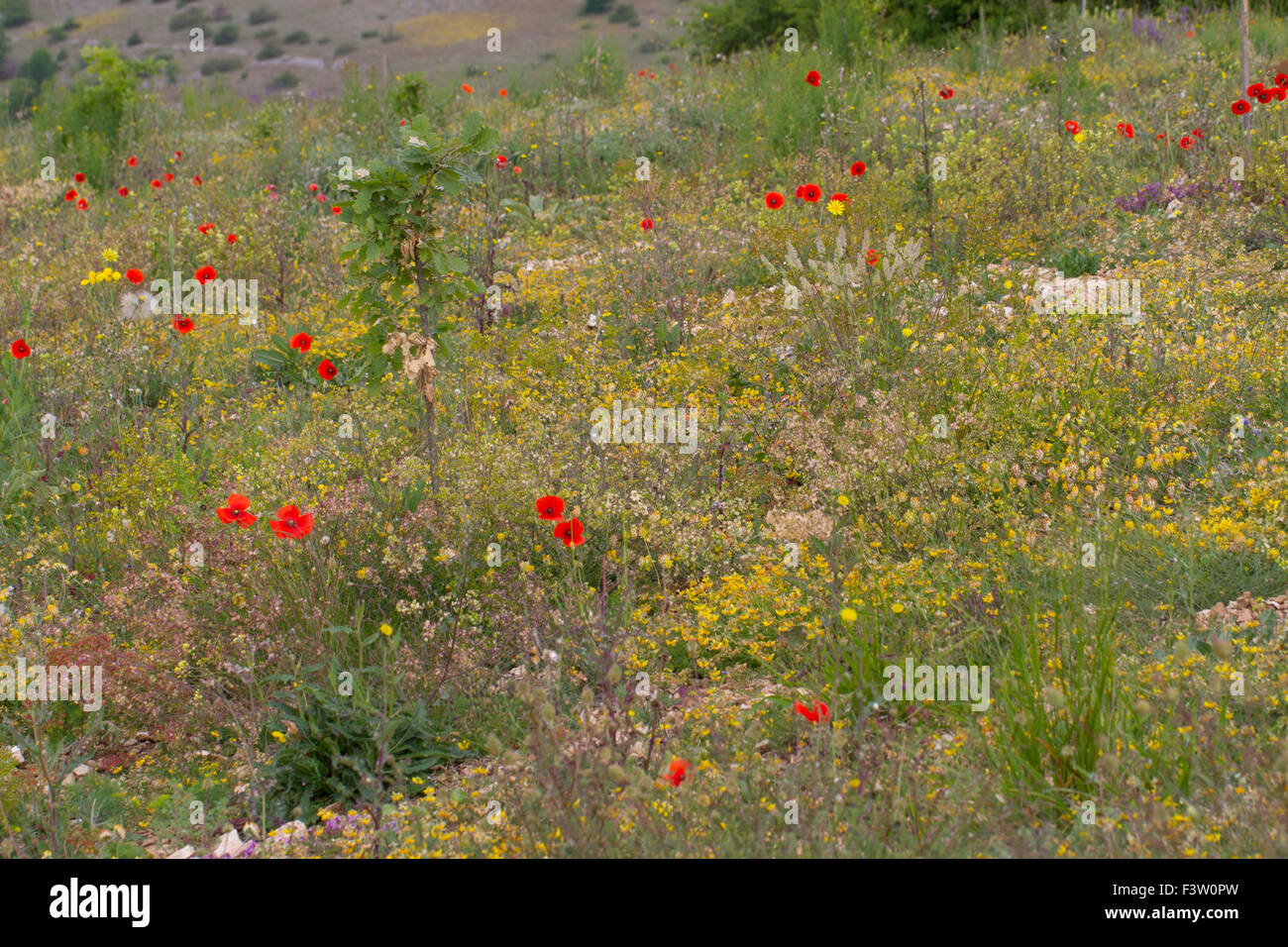 Wild flowers including Corn Poppy, Buckler Mustard, and Kidney Vetch flowering. Causse de Gramat, Lot region, France. May. Stock Photo