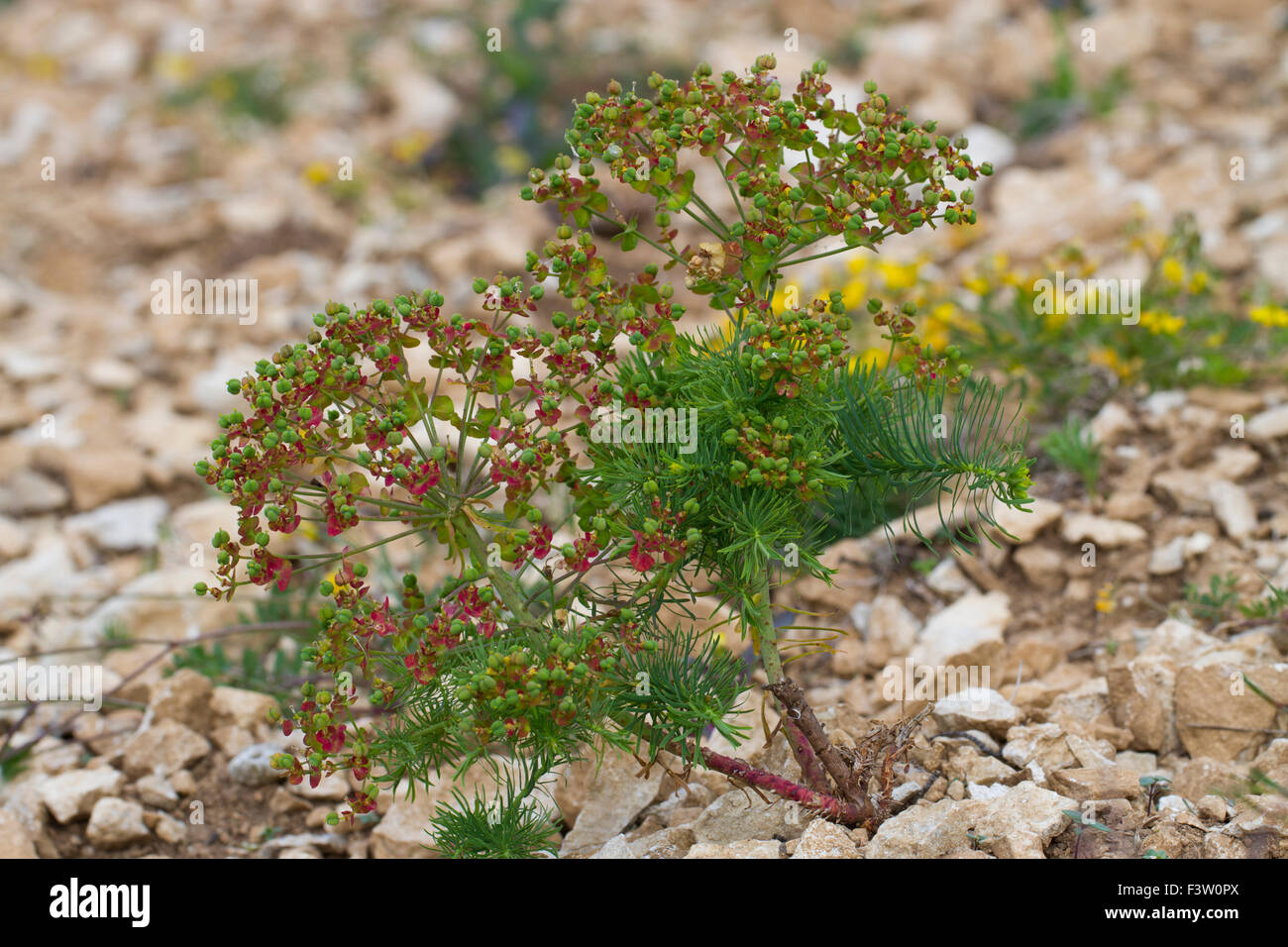 Cypress Spurge (Euphorbia cyparissias) plant in fruit, growing in broken limestone. Causse de Gramat, Lot region, France. May. Stock Photo