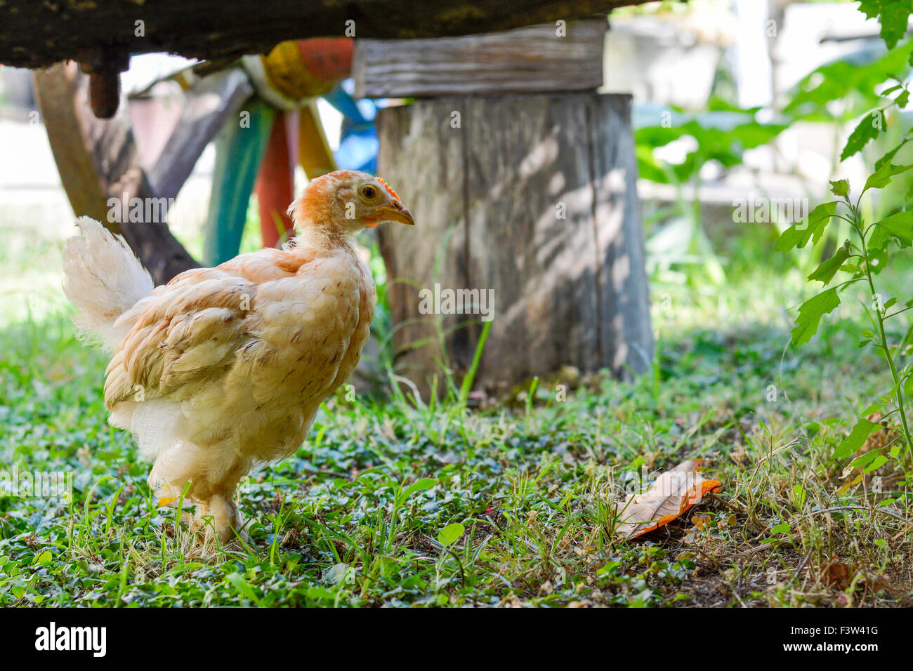 Small chicken in a garden with colored wheel in the background Stock Photo