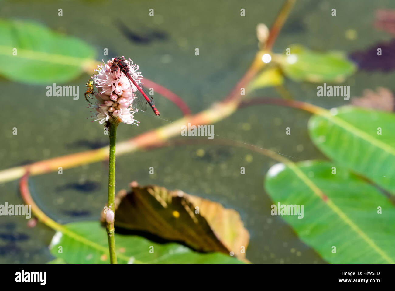 Red dragonfly on sitting the pink flower Stock Photo - Alamy