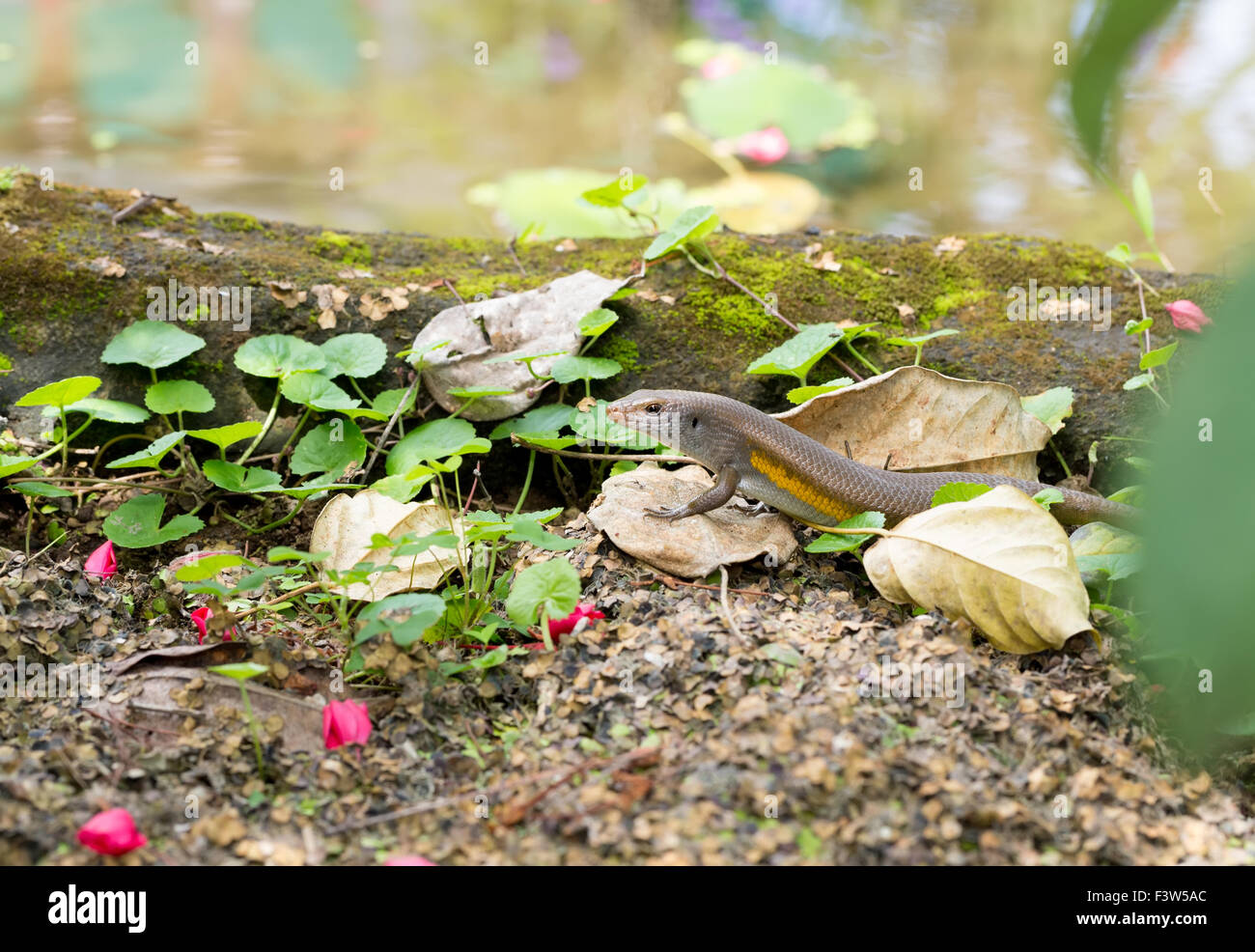 close up of Eutropis multifasciata balinensis (Bali Skink) outdoor, wildlife Stock Photo