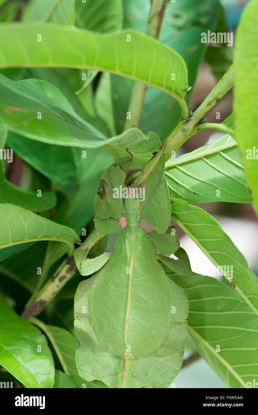 perfectly masked asian phyllium pulchrifolium giganteum leaf insect walking leave Stock Photo