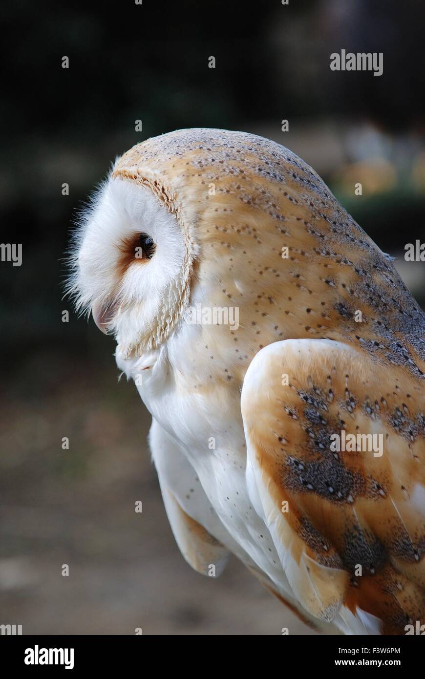Portrait of a common Barn Owl (Tyto Alba) in Britain Stock Photo Alamy