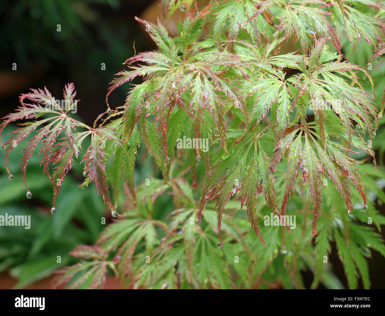 Acer palmatum garten hi-res stock photography and images - Alamy
