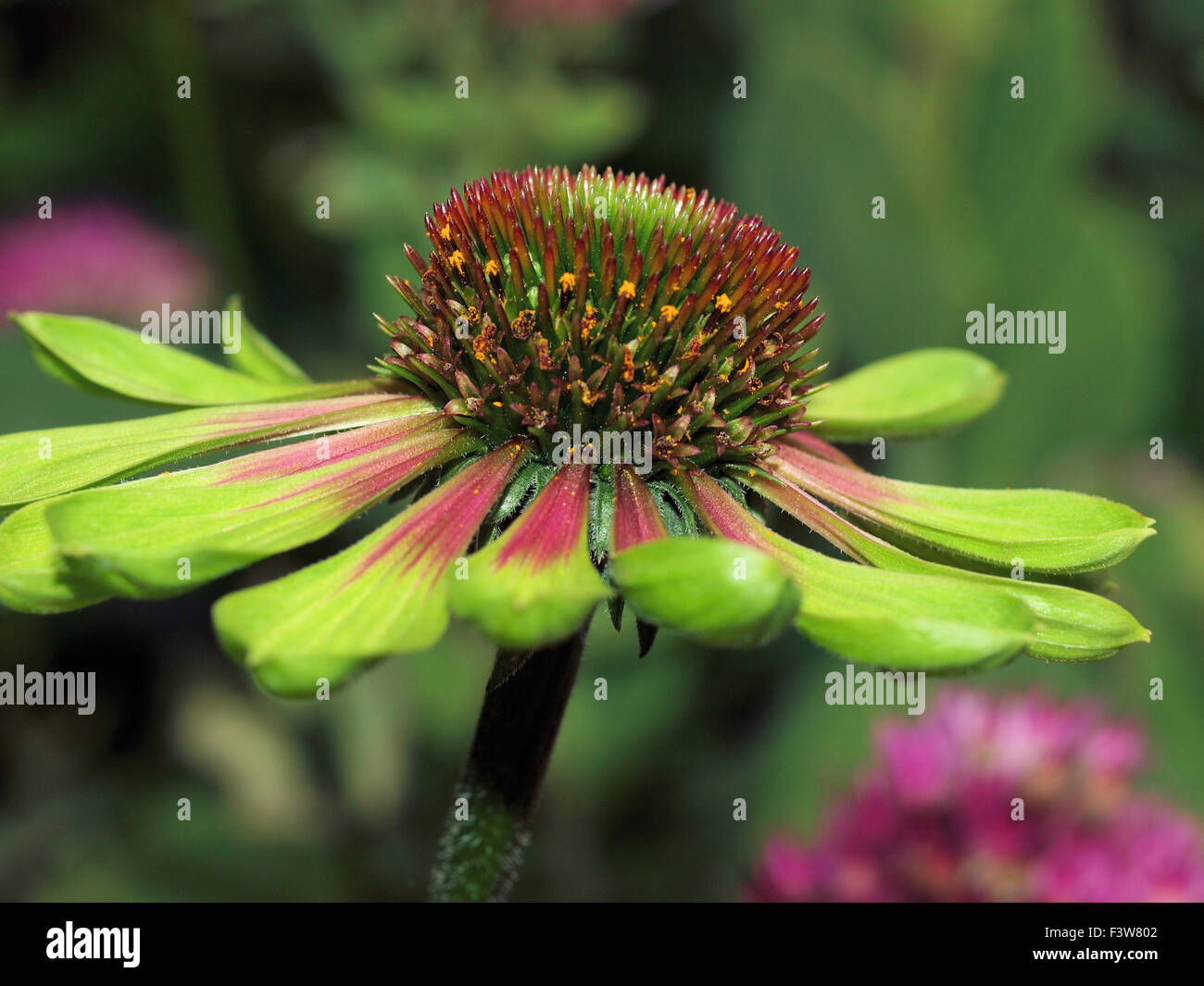 Echinacea Green Envy Stock Photo