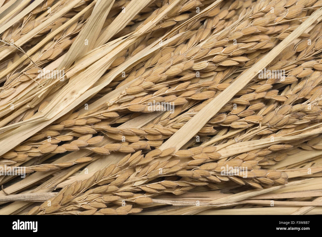 Rice Stock Photo - Alamy