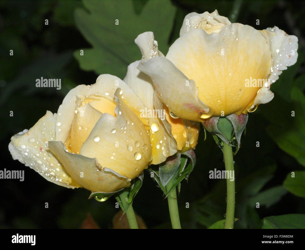 English Rose Charlotte Stock Photo - Alamy