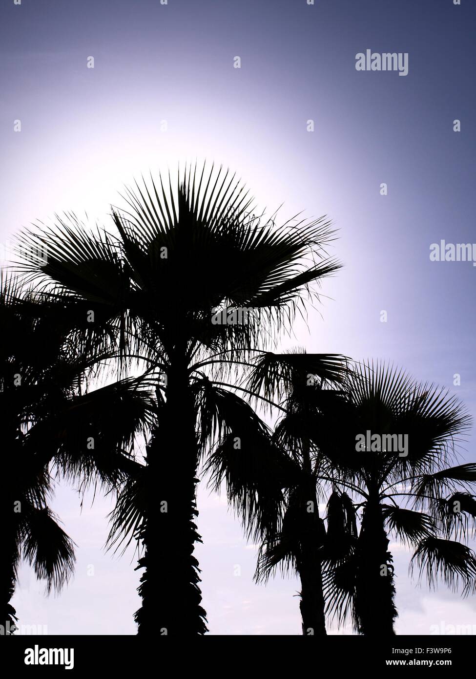 Palmtree Stock Photo