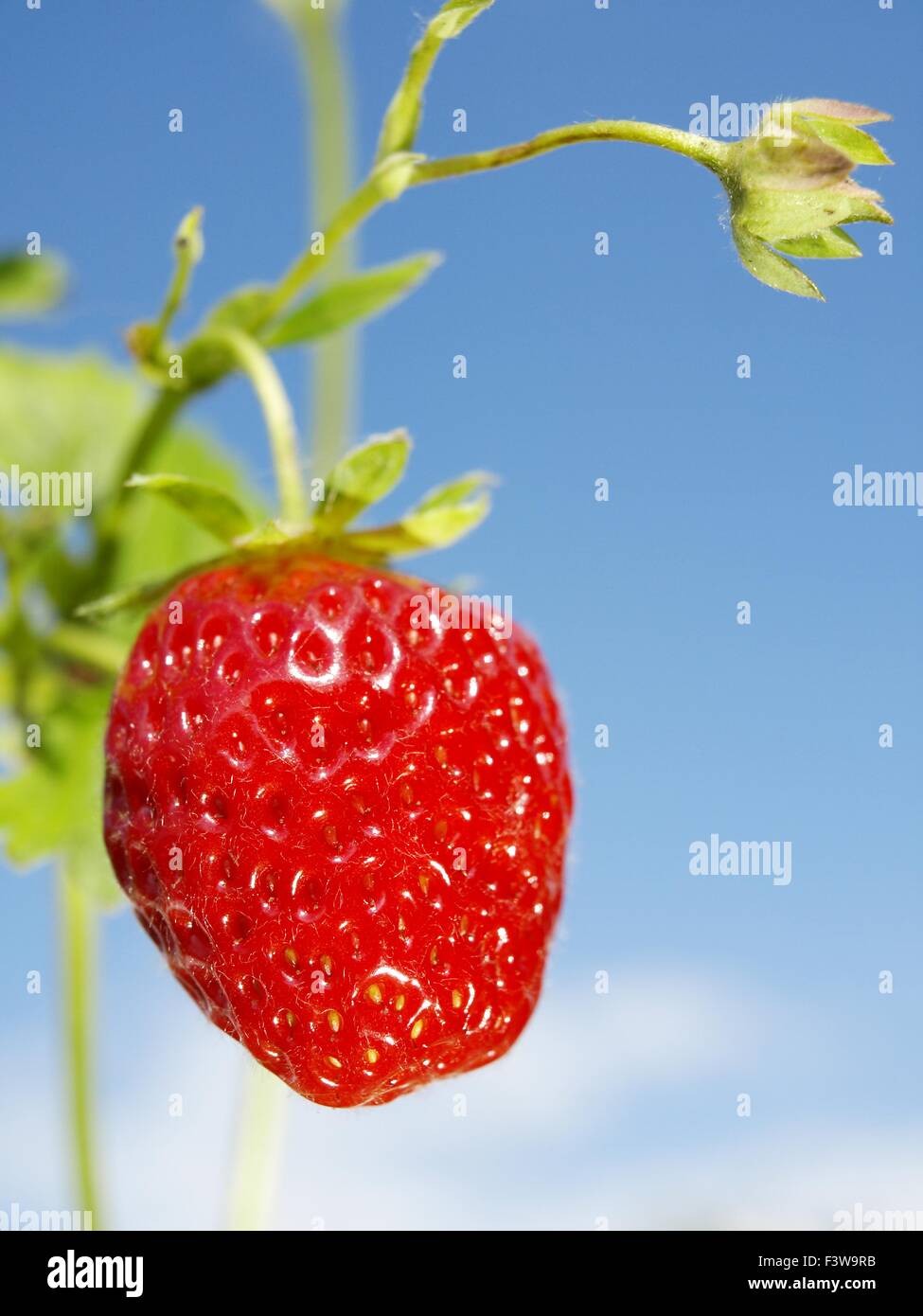 Strawberry in the garden Stock Photo - Alamy