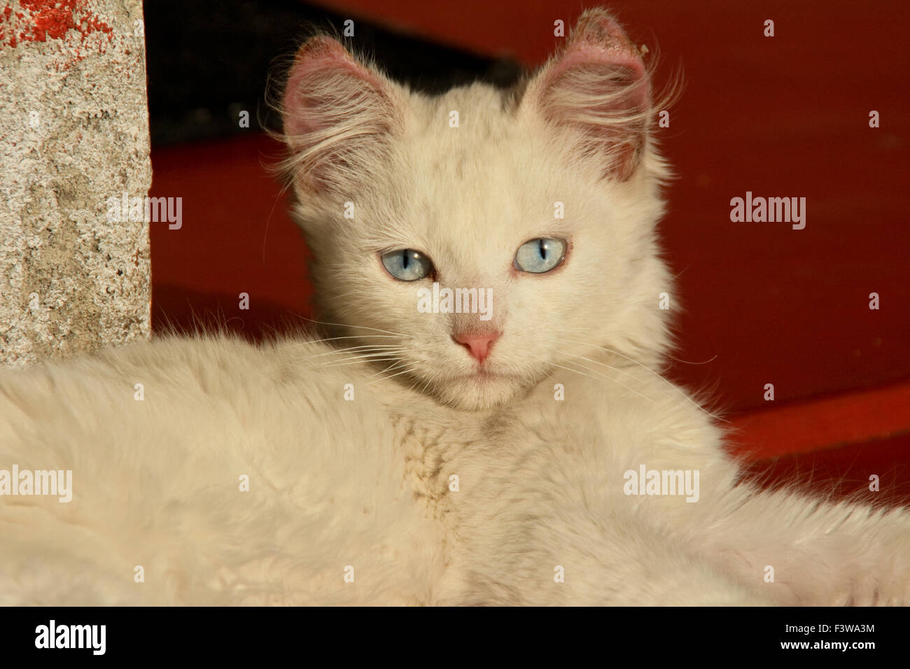 White cat with blue eyes Stock Photo