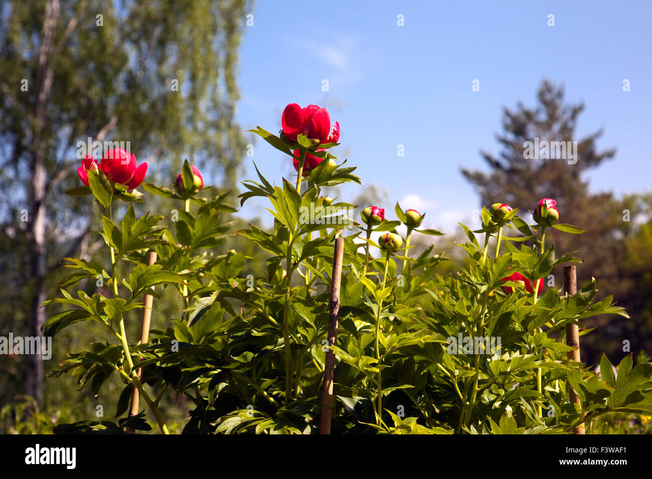 Peonies Stock Photo