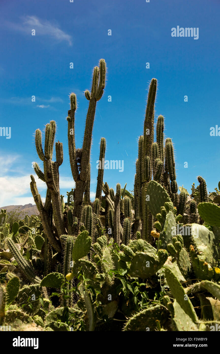 Cactus In The Andes Stock Photo - Alamy