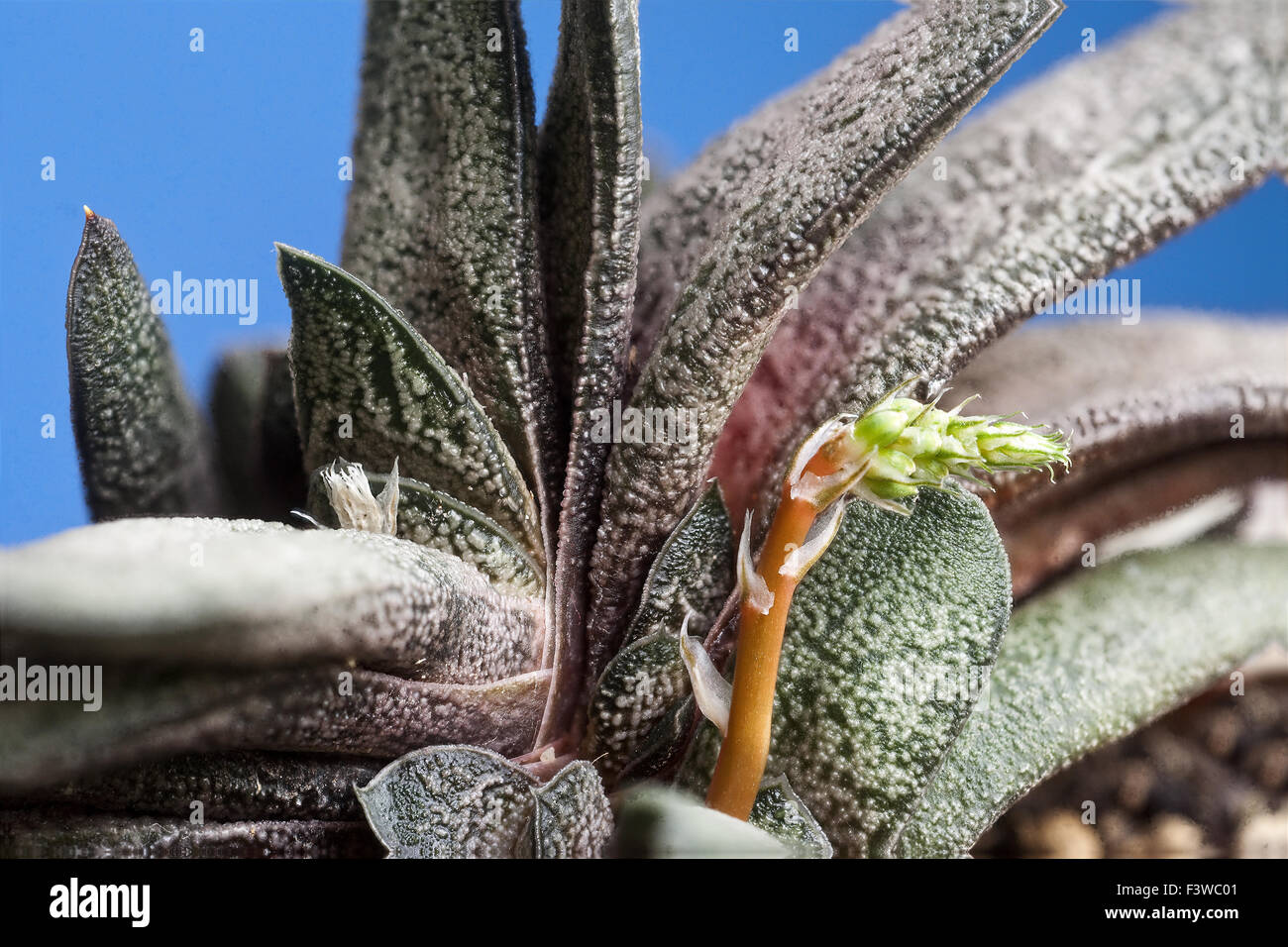 Gasteria baylissiana Rauh from South Africa Stock Photo