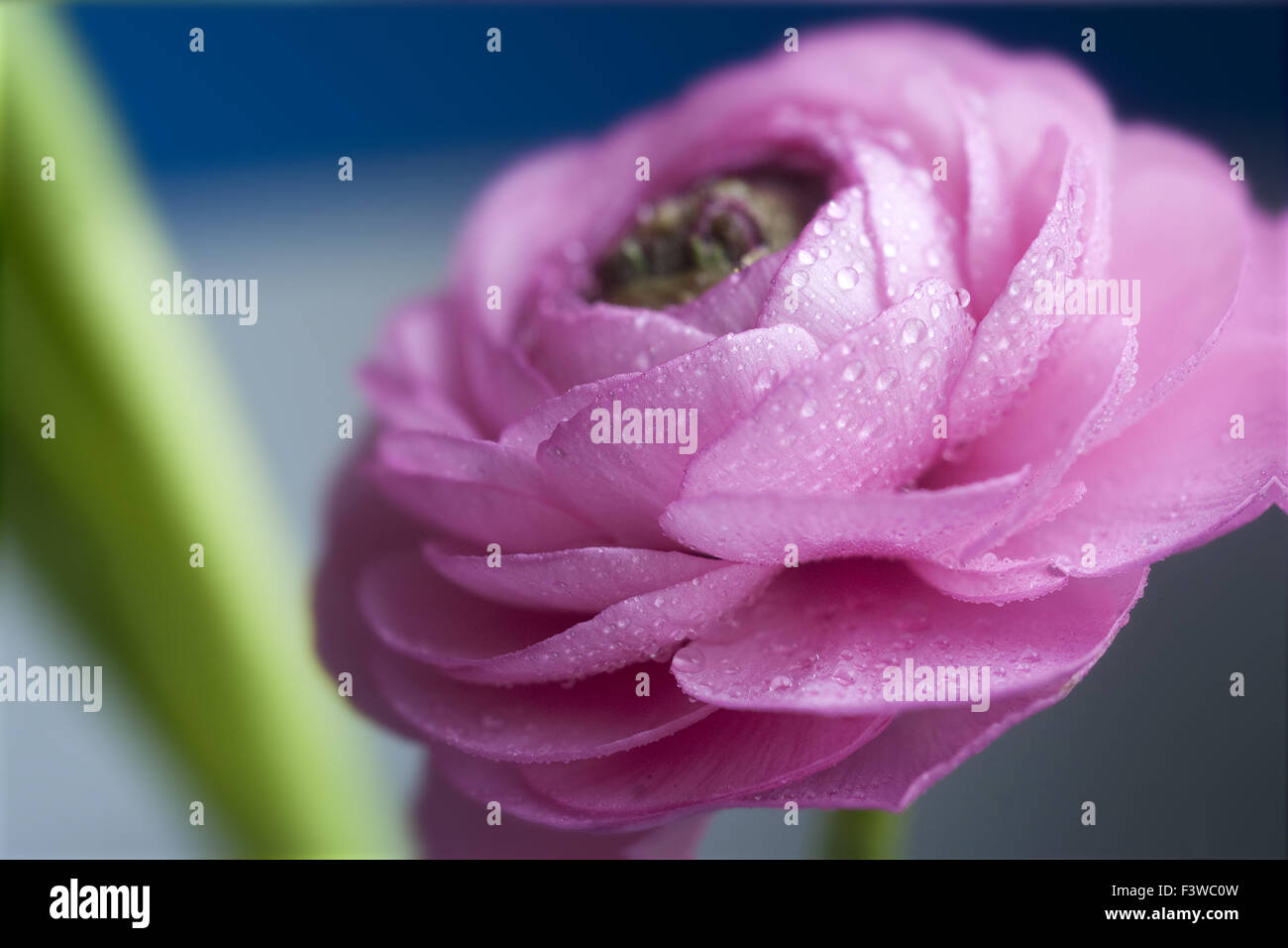 Pink ranunculus flower close-up Stock Photo