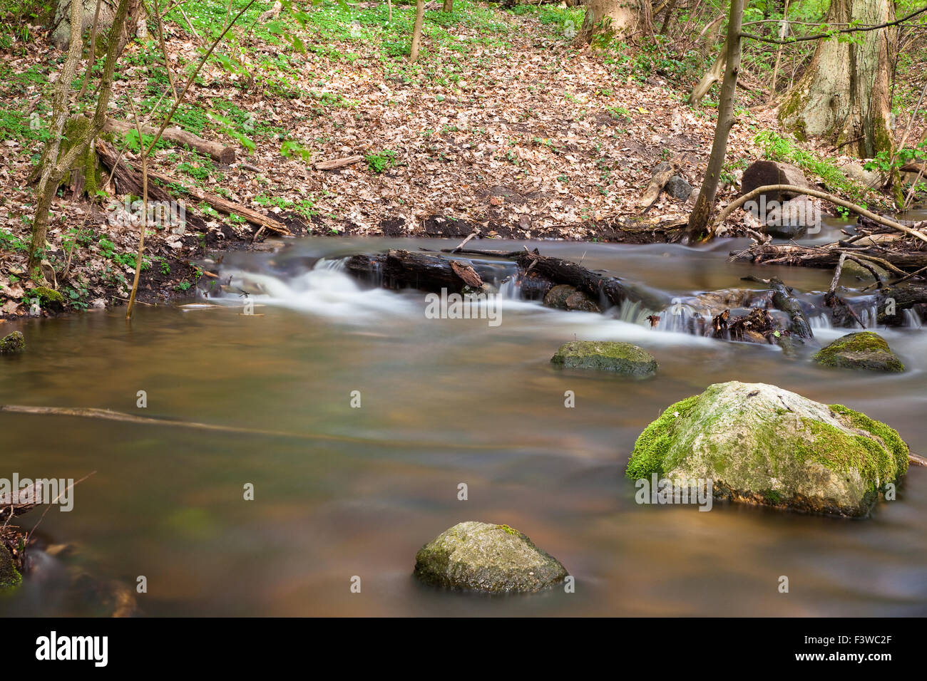 Forest Brook in Spring Stock Photo
