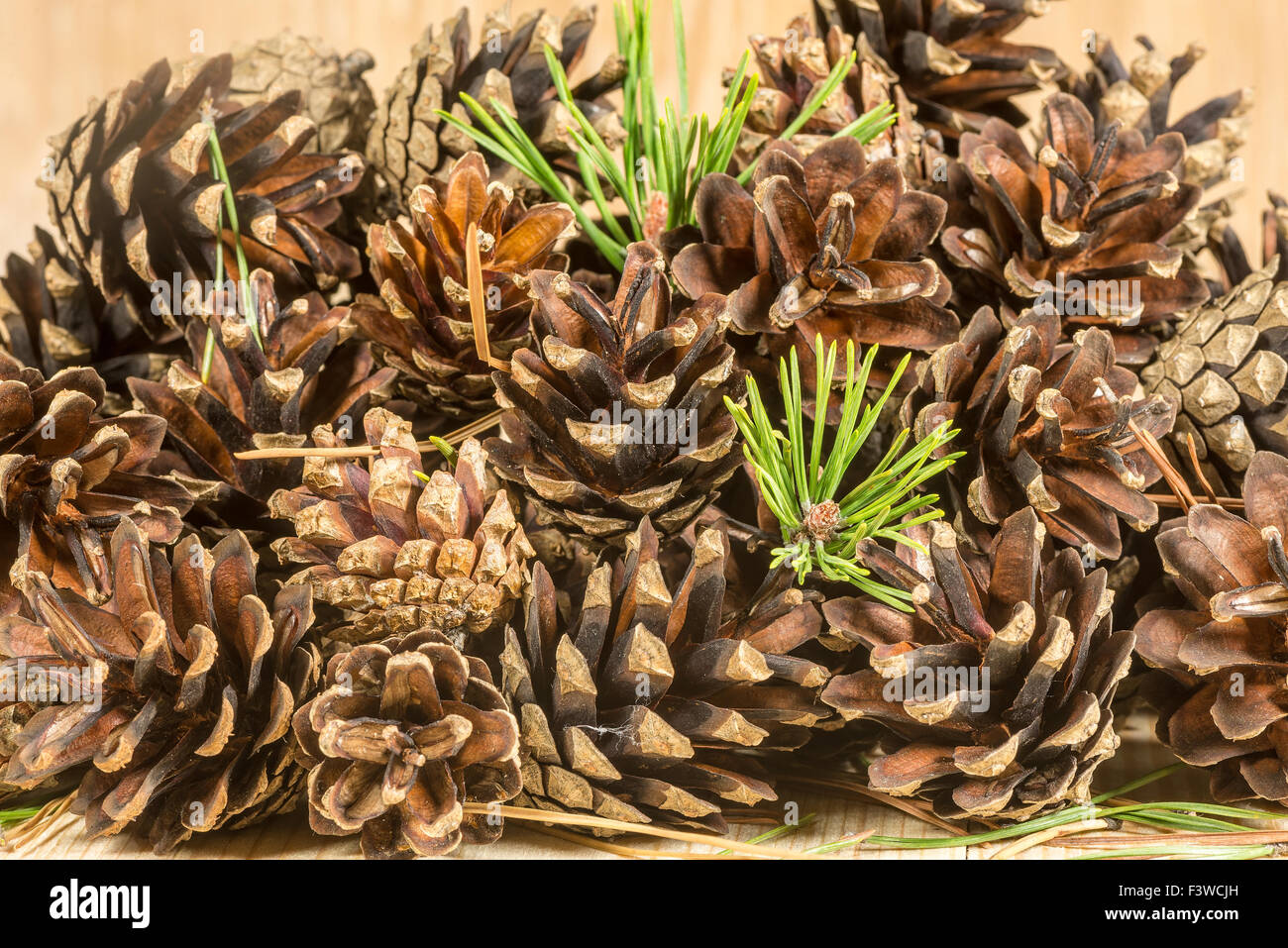 Pine cones needles hires stock photography and images Alamy