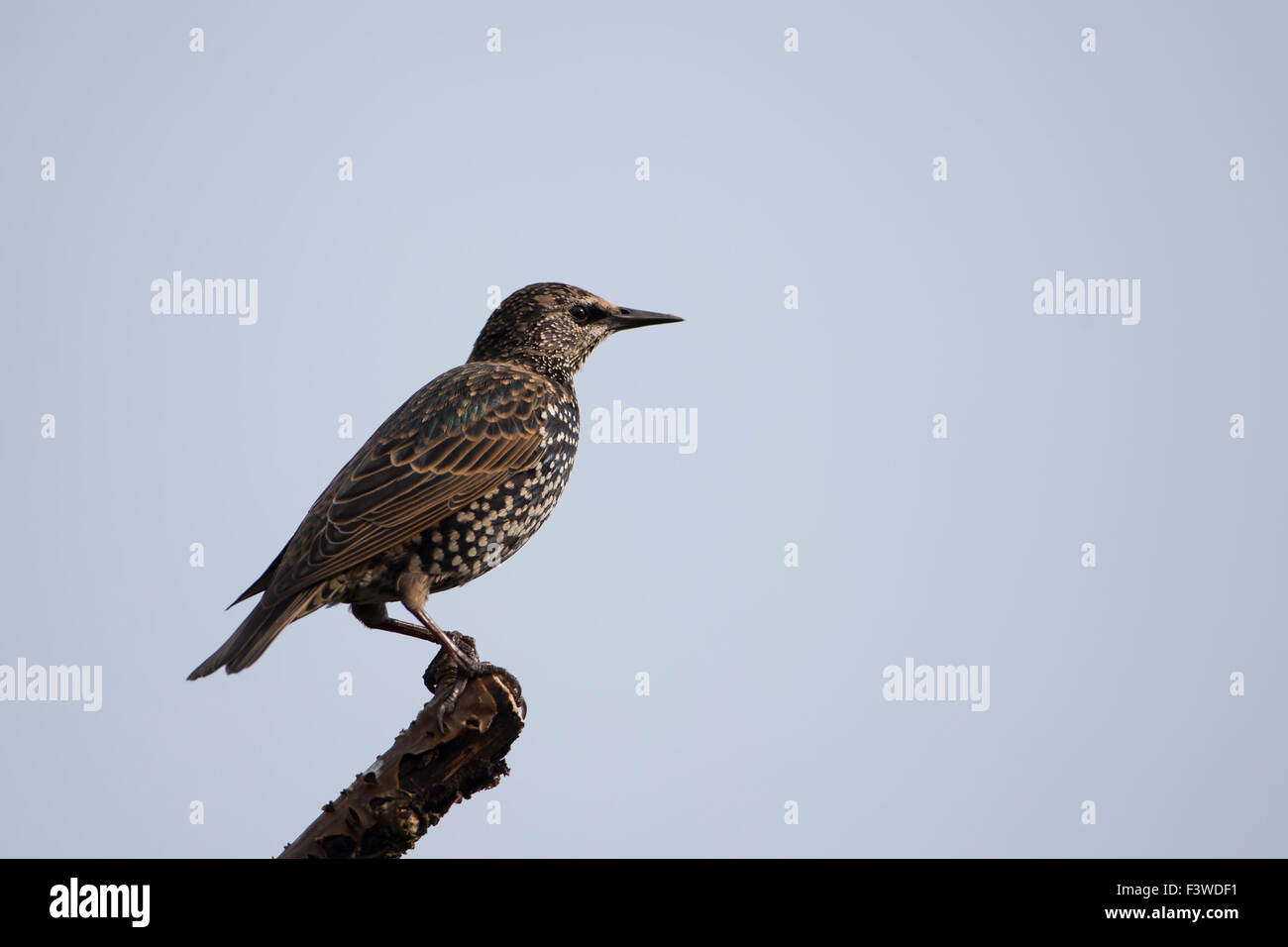 Juvenile starling Sturnus Vulgaris in close up and profile perched on a branch with plain background Stock Photo