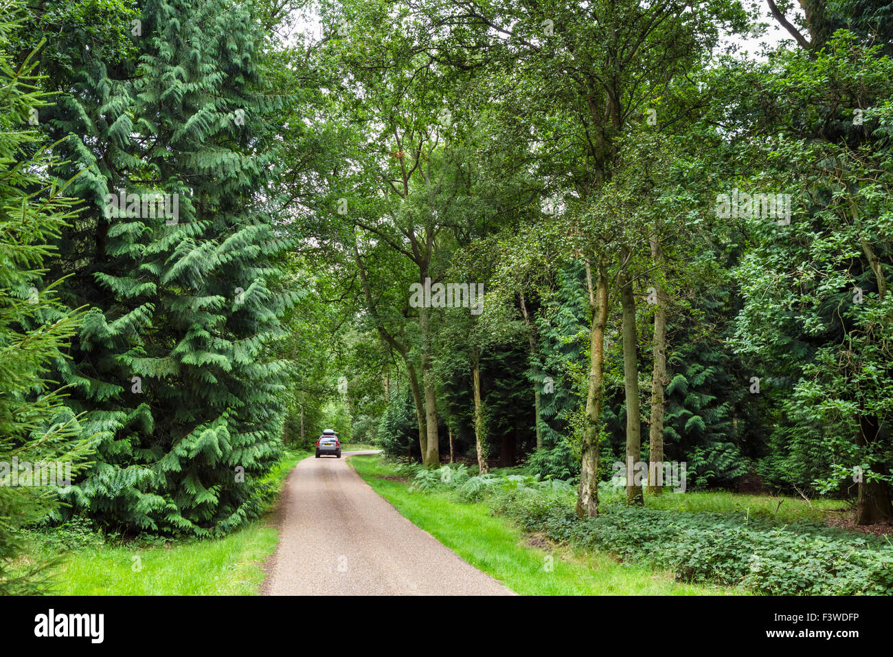 Thetford forest car norfolk hires stock photography and images Alamy