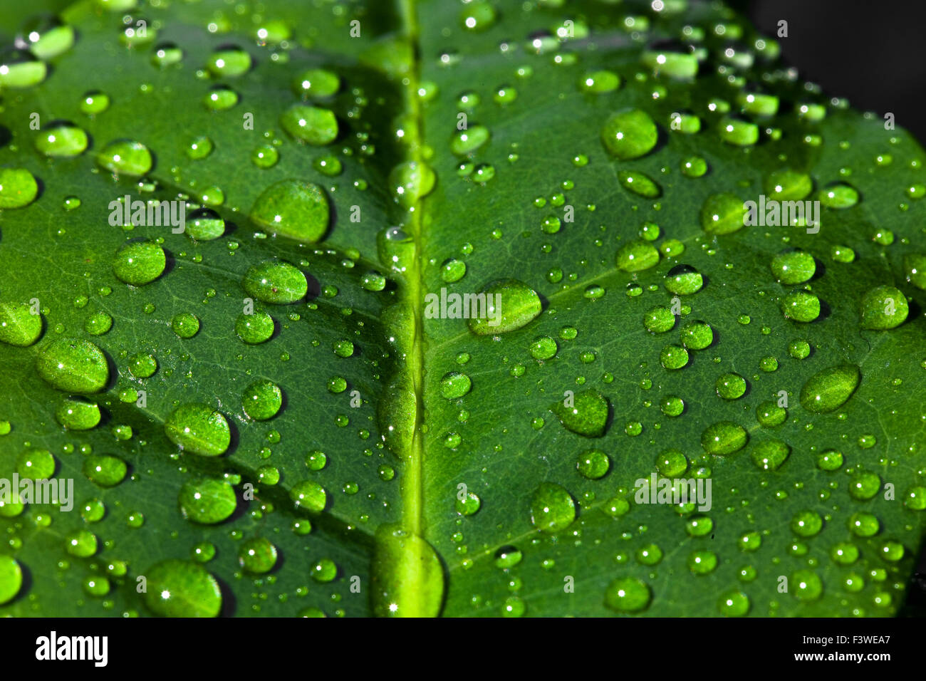 Water drops on coffee tree leaf Stock Photo