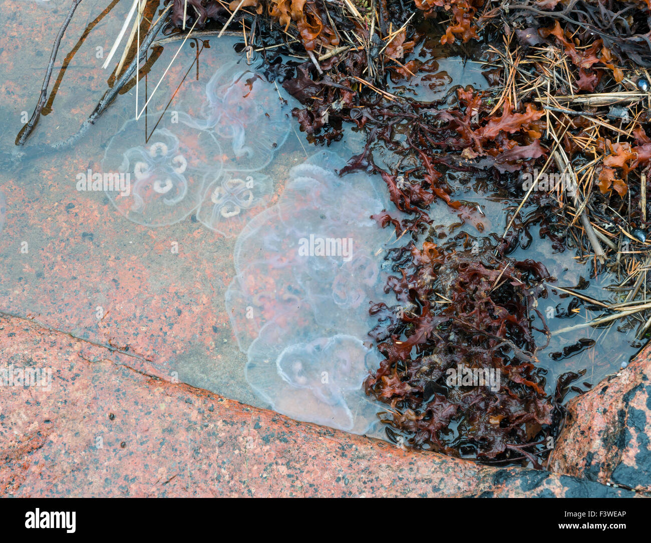 Seaweed and jellyfish Stock Photo Alamy