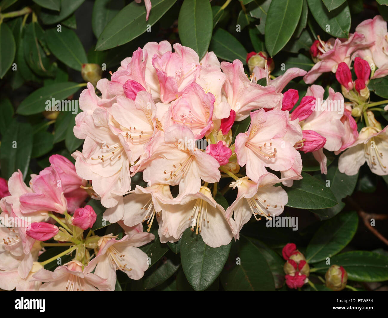 Rhododendron Stock Photo