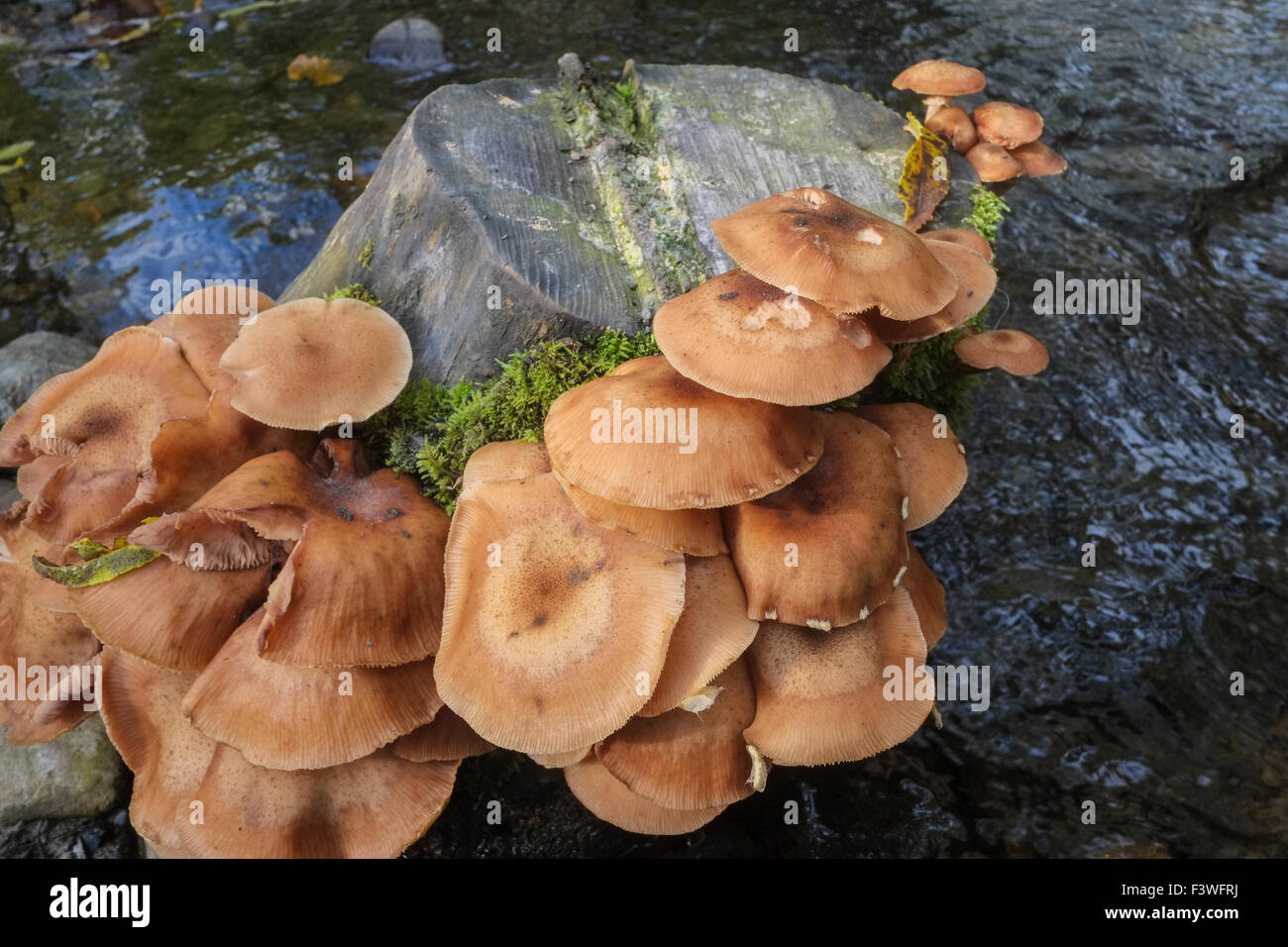 Fungi growing on tree stump in damp autumn conditions Stock Photo Alamy