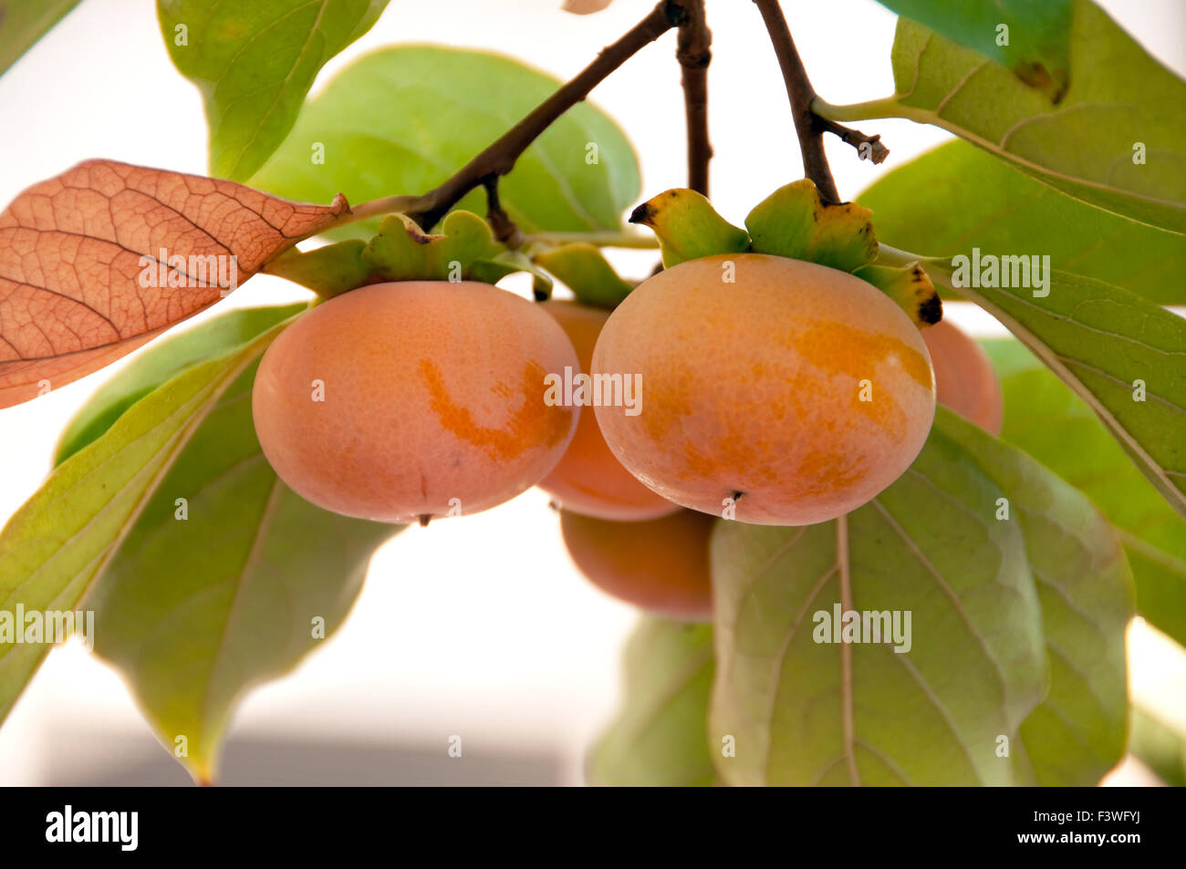 bunch of fuyu persimmons ready for picking Stock Photo
